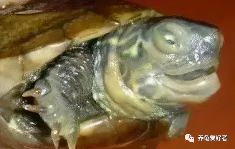 腐皮的乌龟怎么过冬,广东乌龟过冬腐皮