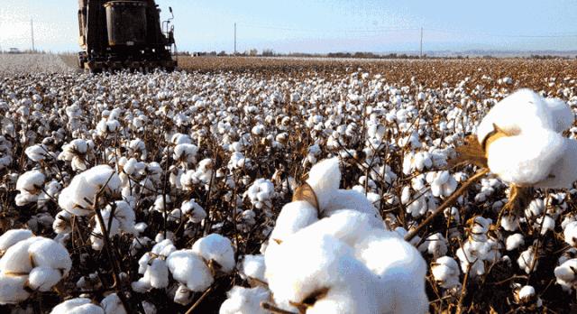 床品100支长绒棉与纯棉的区别,180支长绒棉床品优缺点