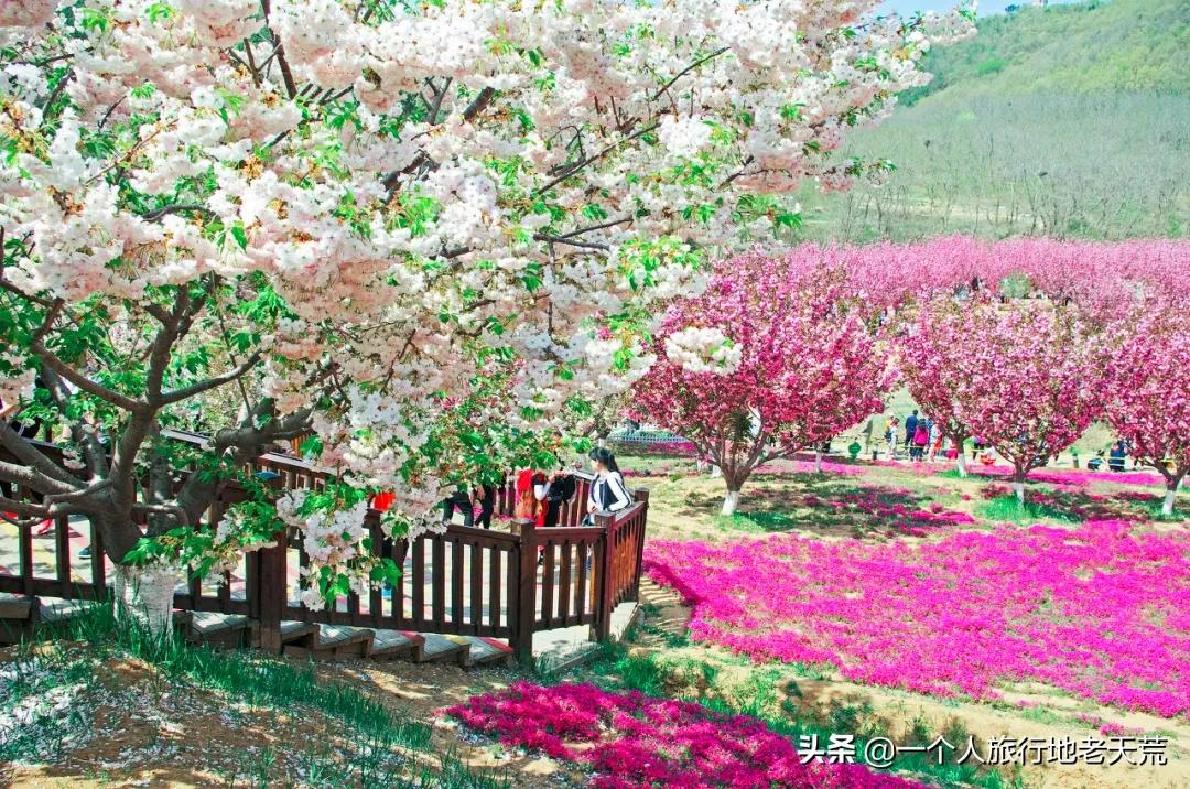 北方这座海滨老城，樱花不输日本，浪漫更胜巴黎