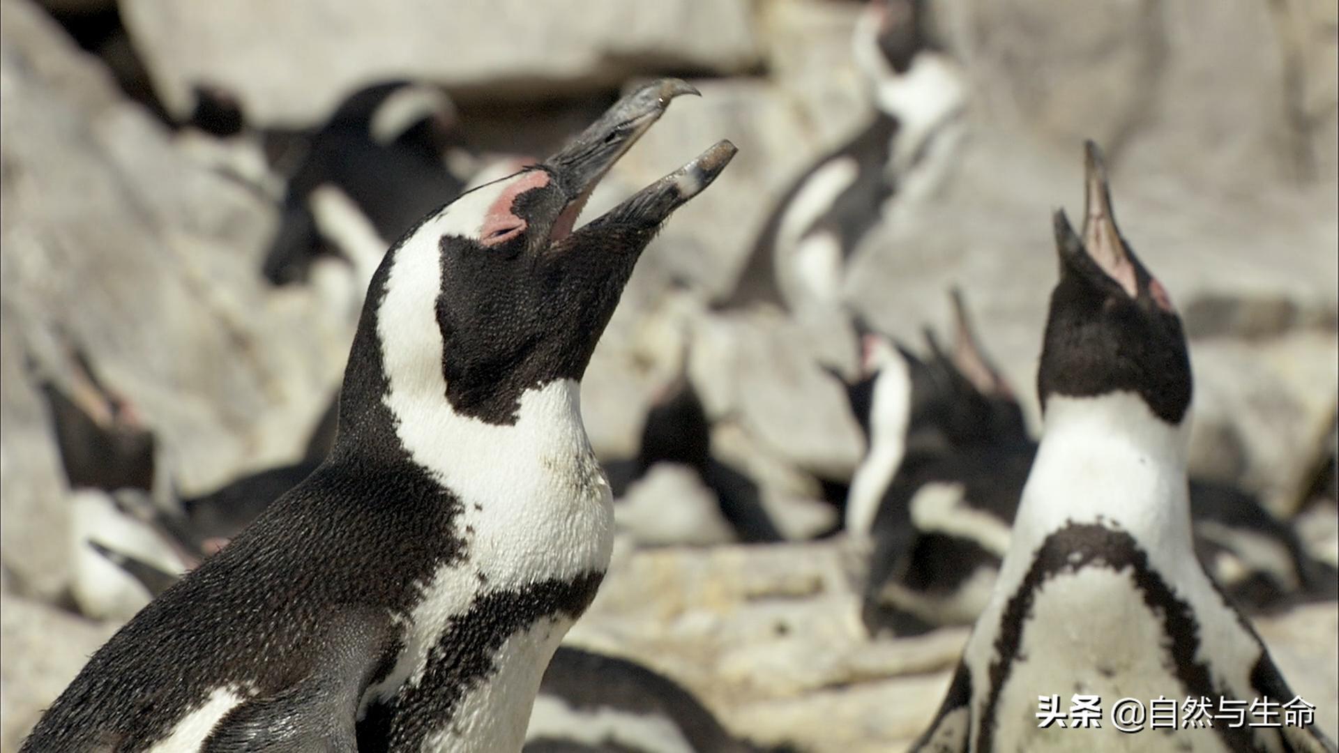 每日动物档案之非洲企鹅