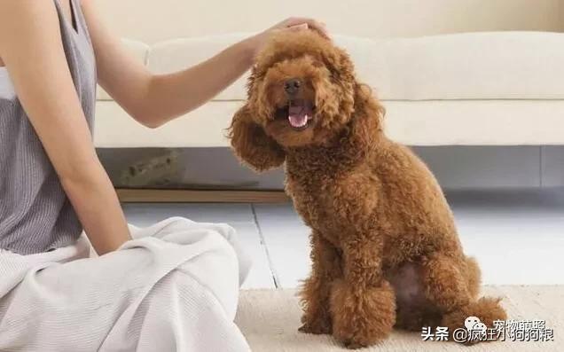 要知道狗狗是否把你看做主人,摸它这5个地方就清楚