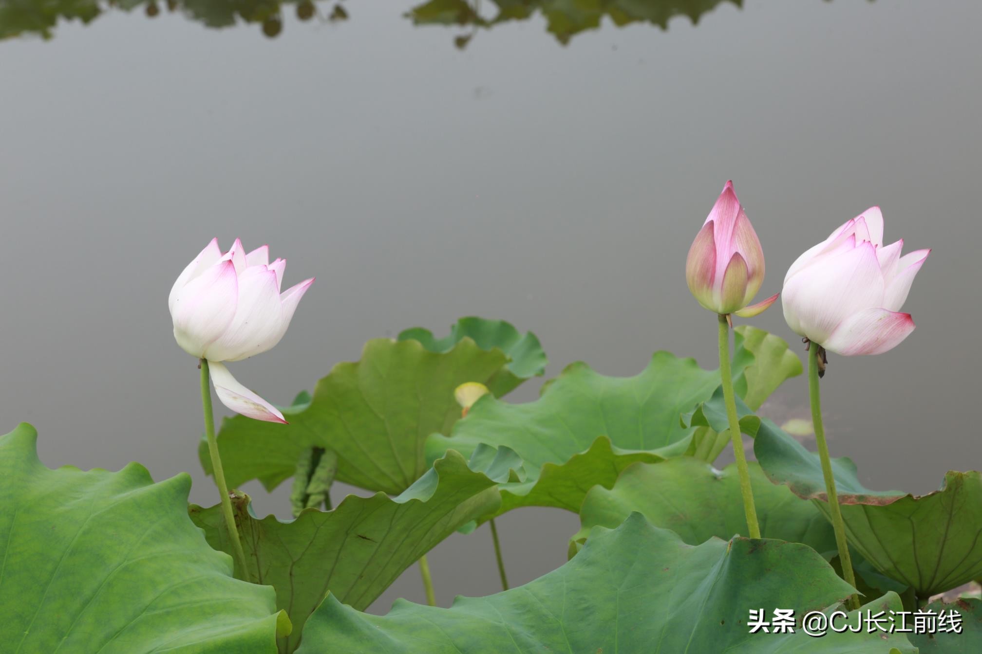 淮滨谷堆杨湾最新消息,淮滨谷堆杨湾风景