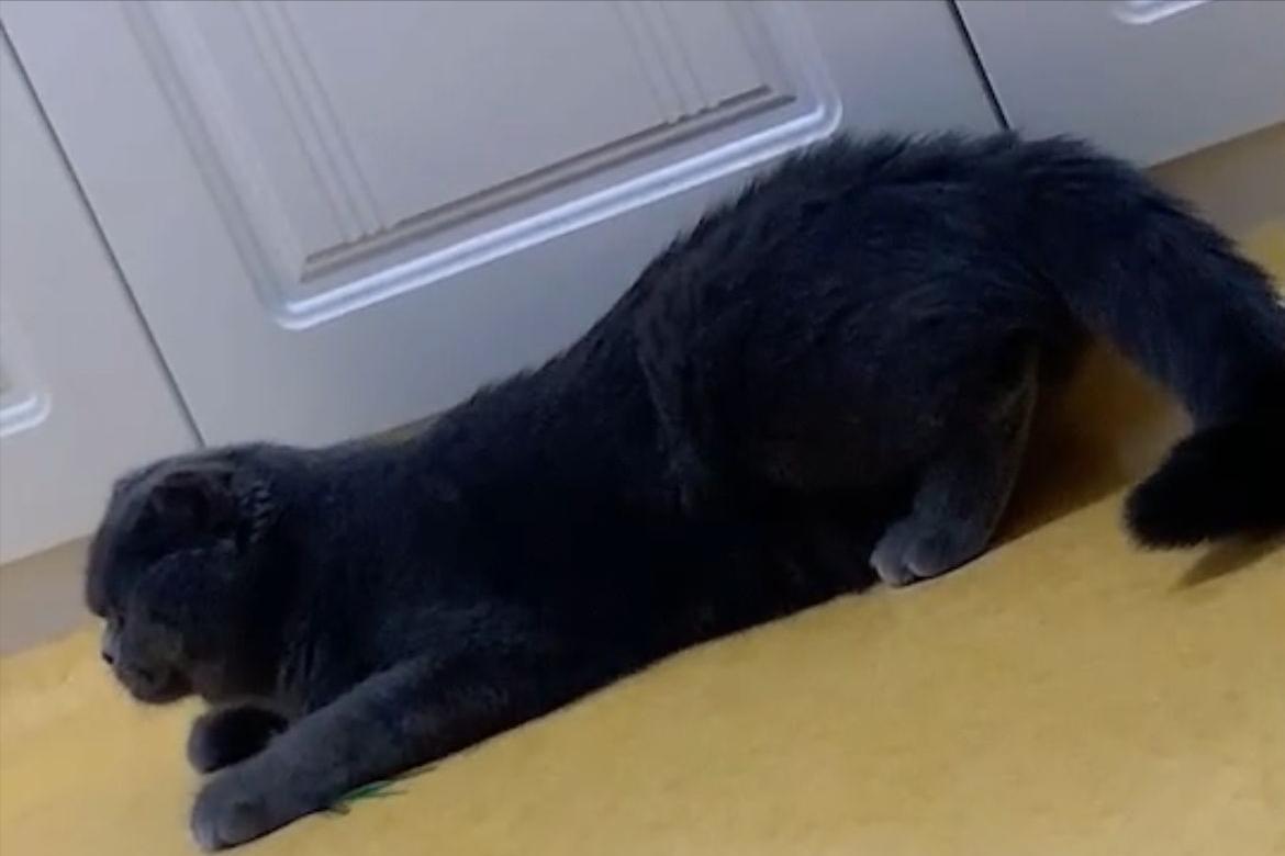 猫咪嗷嗷叫然后吐黄水怎么回事,猫咪大小便嚎叫