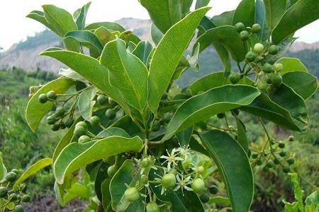 山竹的一些简单介绍和注意事项,怎样的山竹才是能吃得好山竹