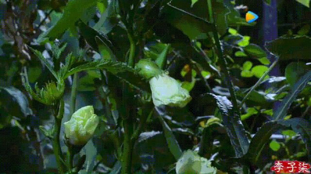 看了李子柒的视频的感受,看完李子柒后的感受