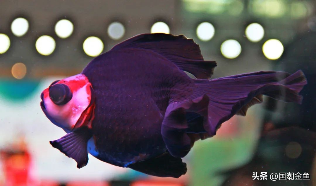 最有特色的金鱼,传统老三样金鱼