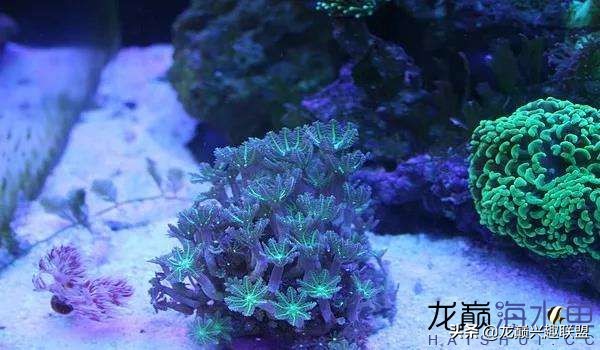 看完别笑,都陪我哭!新人下海开缸的血泪史