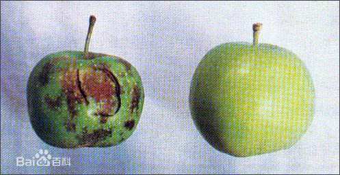 苹果生理落果严重是什么原因,苹果缩果病原因和治疗方法