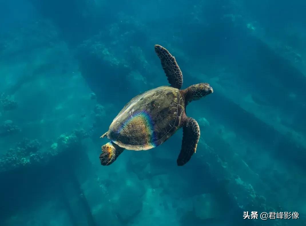 哈苏镜头就是不一样的感觉,哈苏镜头感