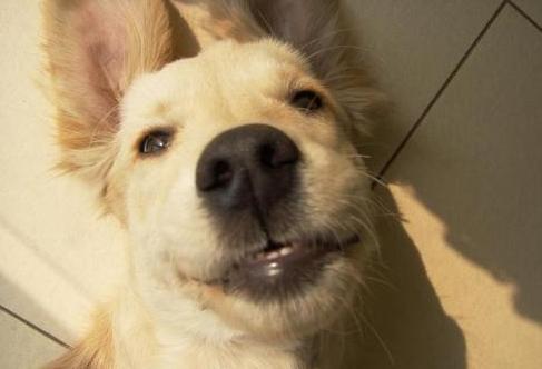 金毛挑食不吃狗粮怎么办呀,金毛挑食不吃鱼油