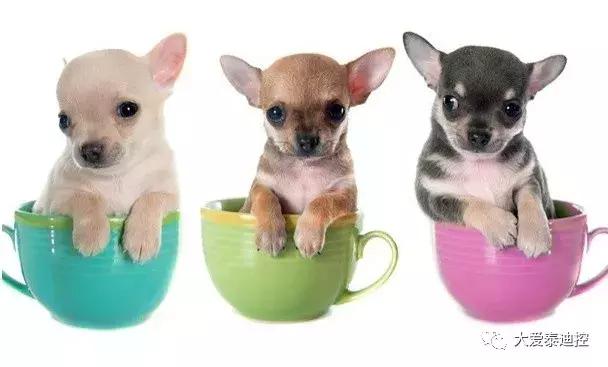 茶杯犬养什么品种比较好,茶杯犬好养吗茶杯犬的寿命多长