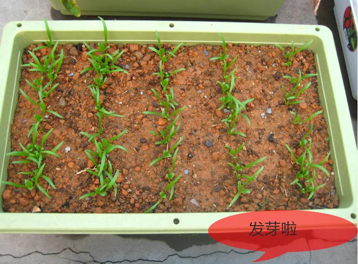 北方冬季小拱棚种菠菜可以吗,家庭阳台菠菜种植方法全过程