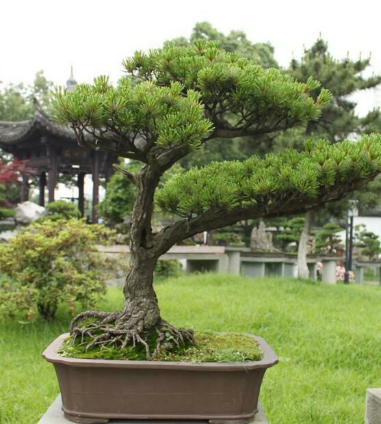 无花果树在庭院内种植有什么寓意,冷杉树长在庭院里风水上有说法吗