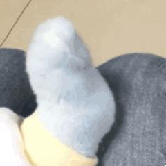 中华田园橘白猫脾气好吗,中华田园白猫配什么猫