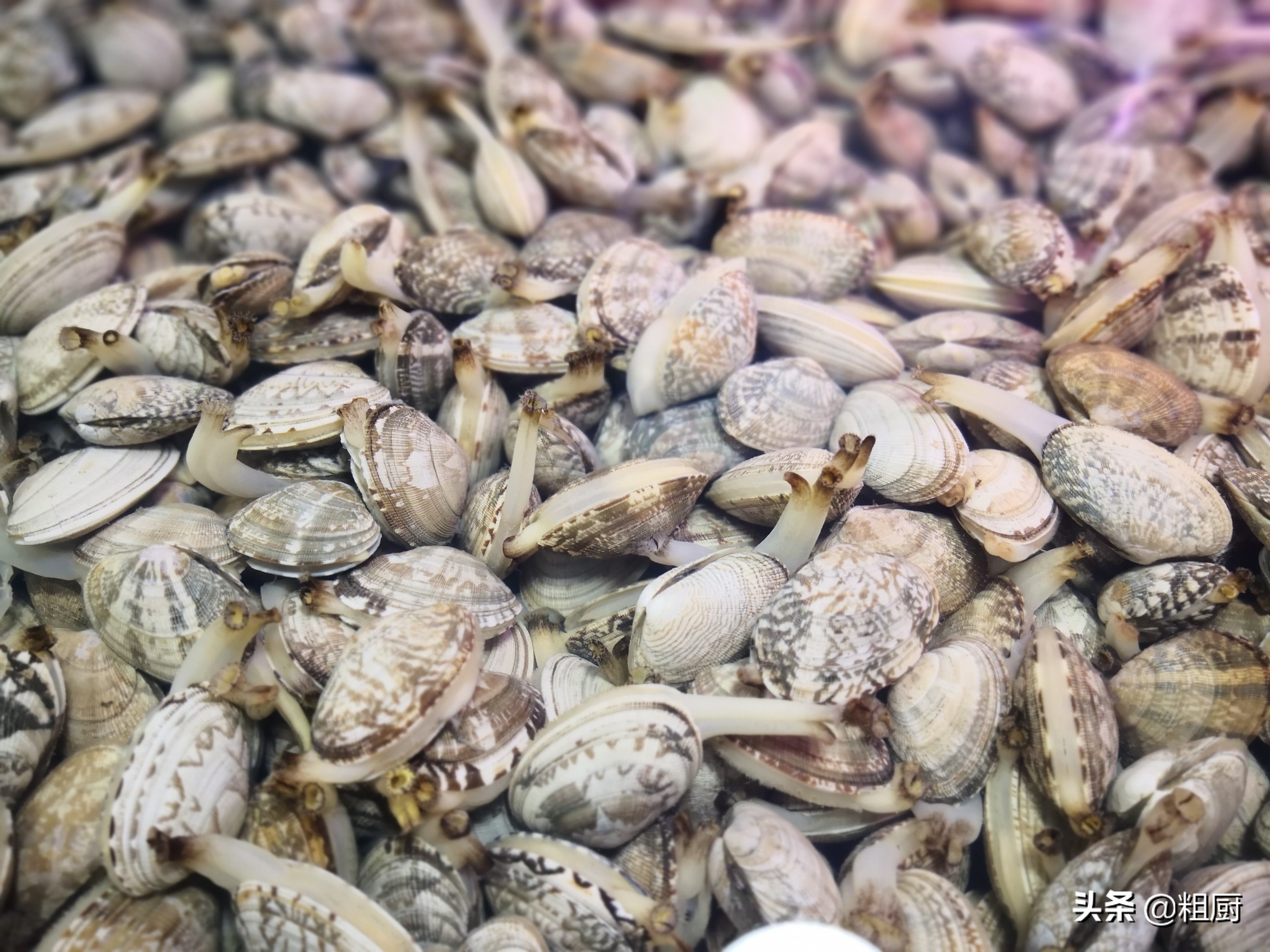 不辣的花甲炒鸡,鲜香花甲鸡的秘制酱料做法