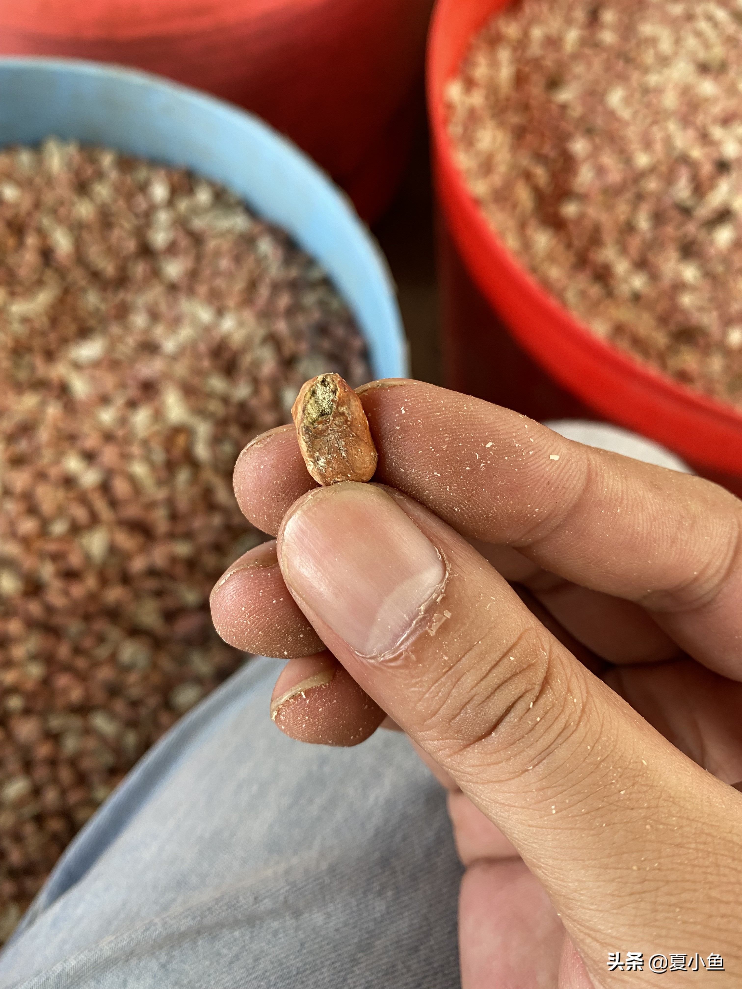 纯正花生油背后的秘密,花生油的猫腻是怎么回事