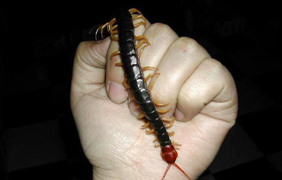 晚上夜钓老是有蜈蚣怎么防,野钓怎样防止蜈蚣最有效