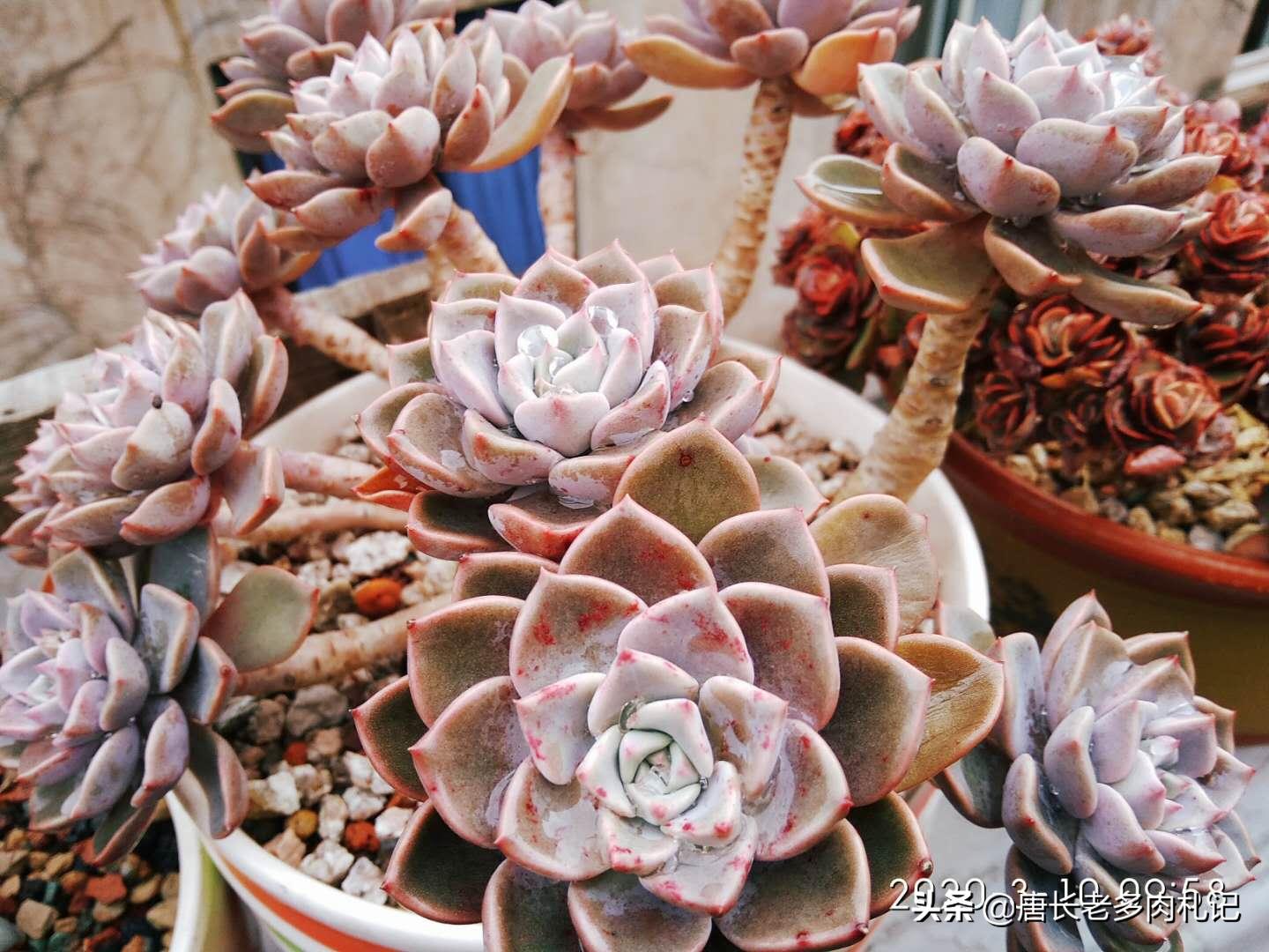 不透气的盆适合养什么植物,养多肉用陶瓷盆还是塑料盆