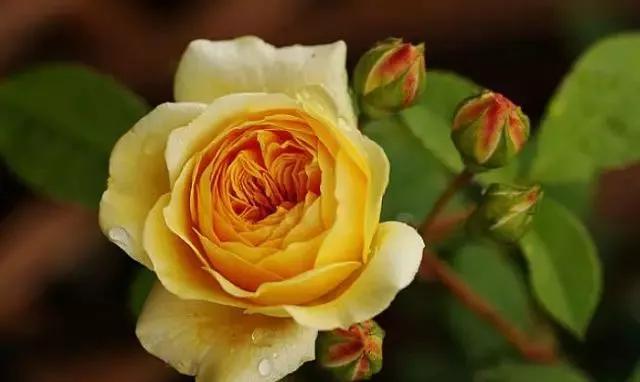 每天学习一点点——100种玫瑰品种科普