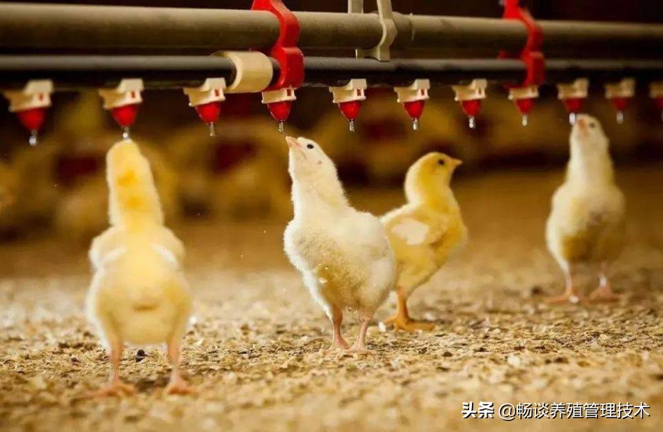 鸡干吃不上膘有什么好办法,鸡干吃不长是什么原因