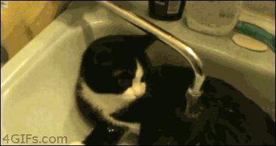 猫癣最全的药物治疗方法,如何快速的治愈猫癣