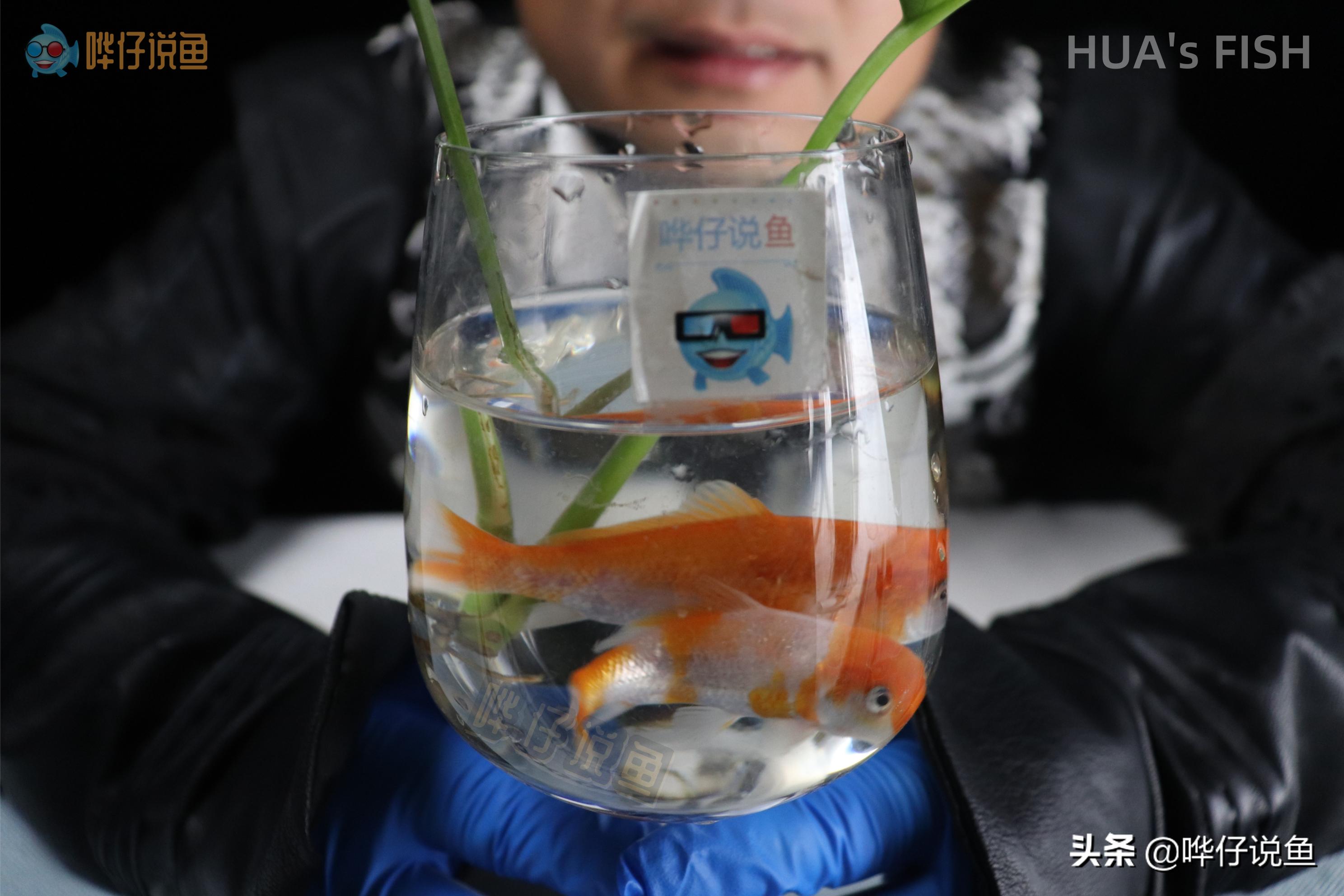 如何测试鱼缸水质酸碱度,如何测定鱼缸水质