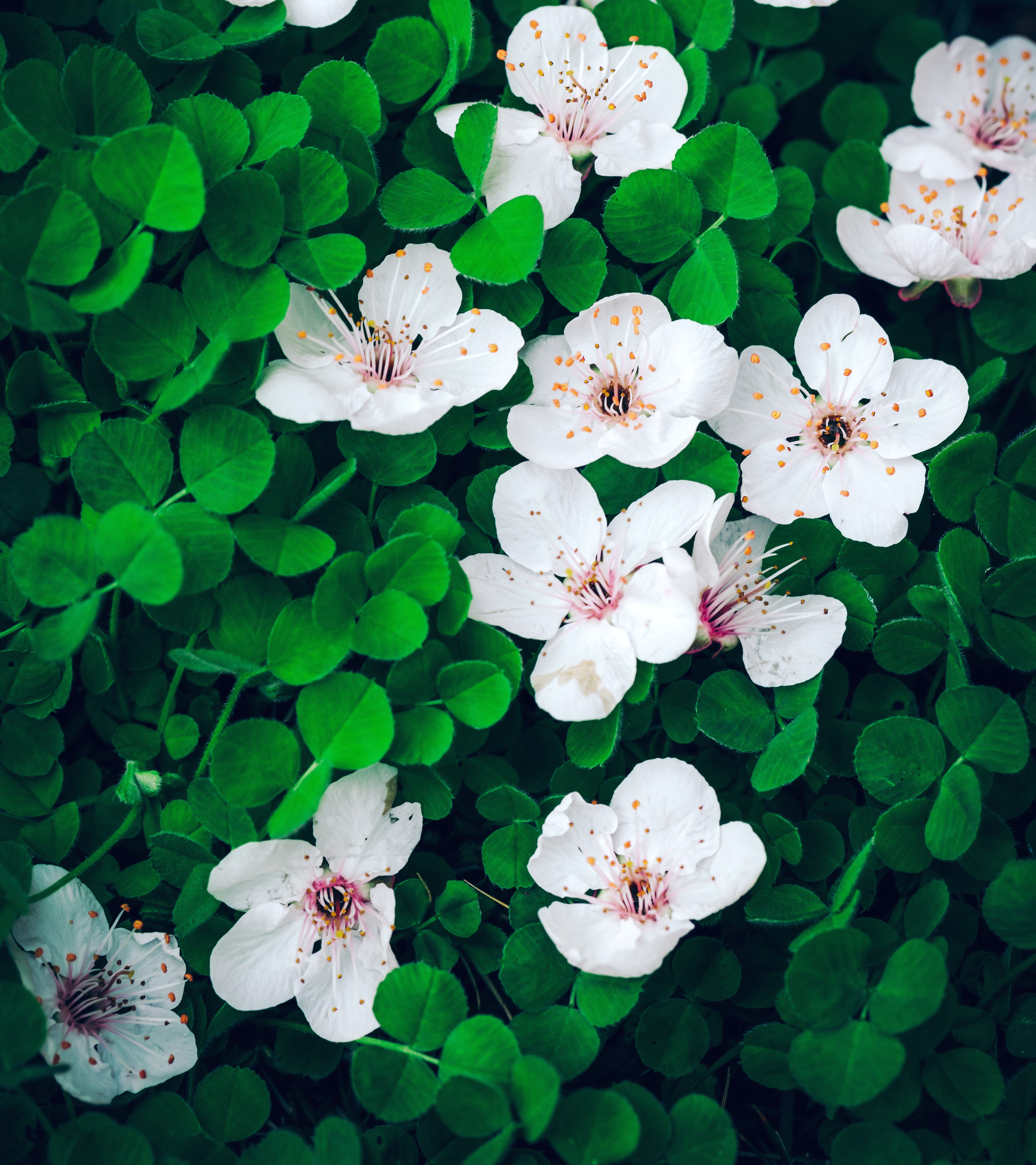 李子柒春日花宴,李子柒鲜花宴