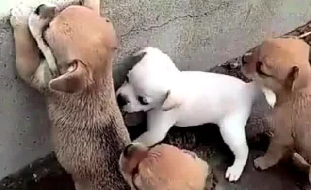 小狗狗上不去台阶,便想出了叠罗汉的方法,主人当场看傻了眼