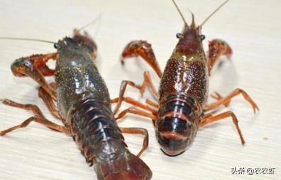 小龙虾饵料有哪几种？如何鉴别优劣呢？