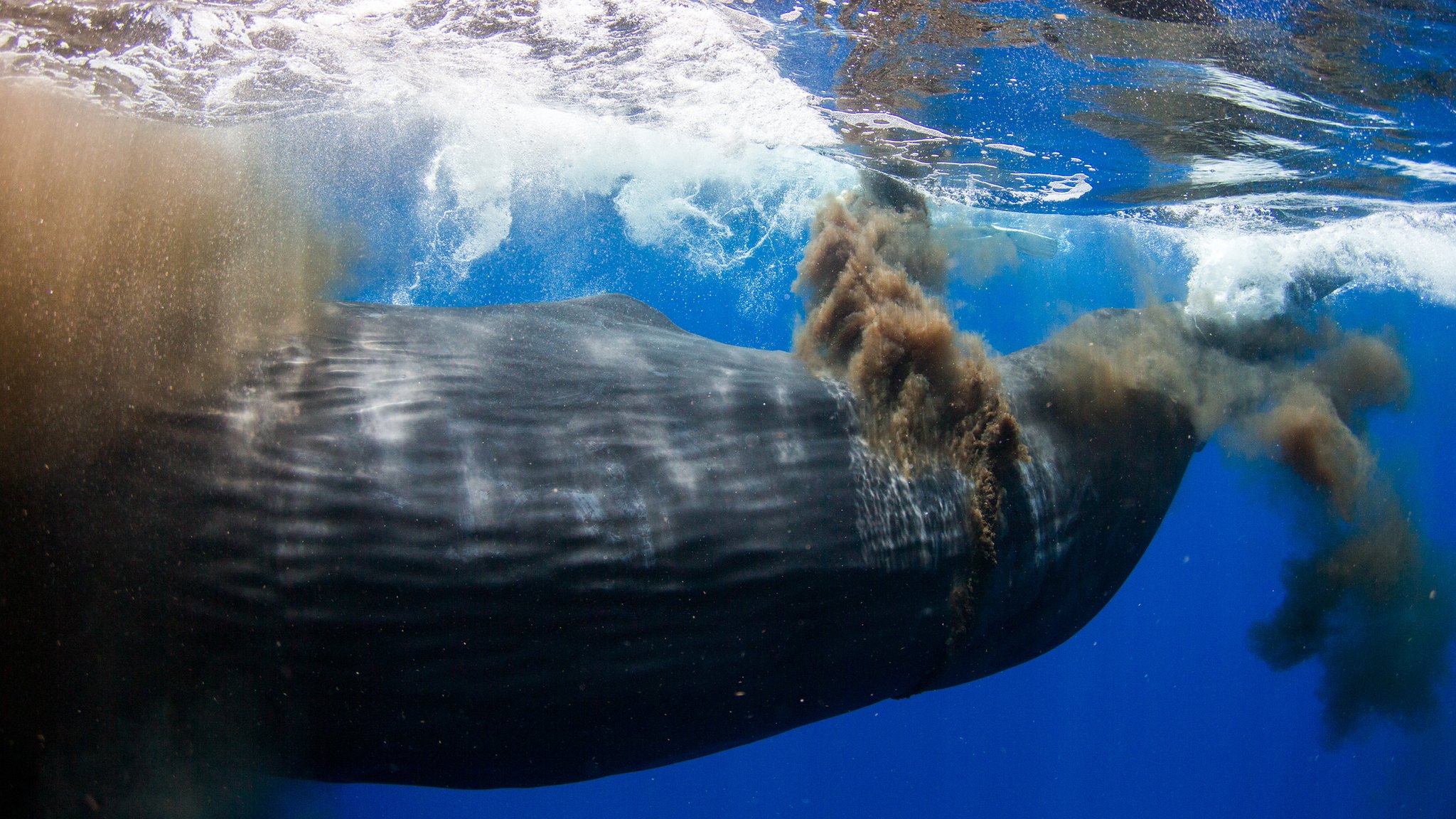 海狸尾巴汤,海狸尾巴与乌龟汤
