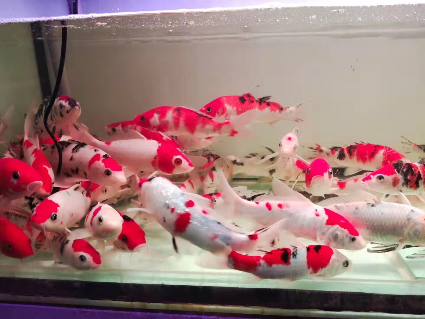 鱼友养的蝴蝶鲤,鱼友死过最贵锦鲤