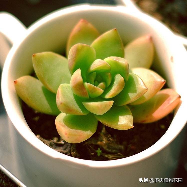 春天到了兰花怎么养,黄丽多肉的养殖方法