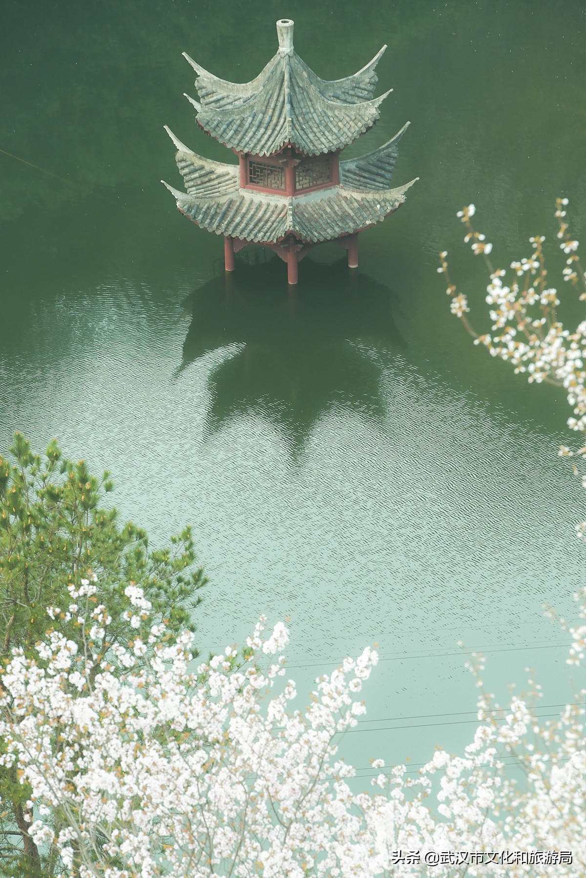 十大赏樱花胜地,赏樱必去武汉四大绝美樱花园