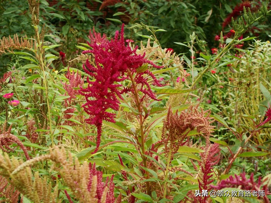 为了写文章我吃了霉苋菜梗，打算申请个工伤