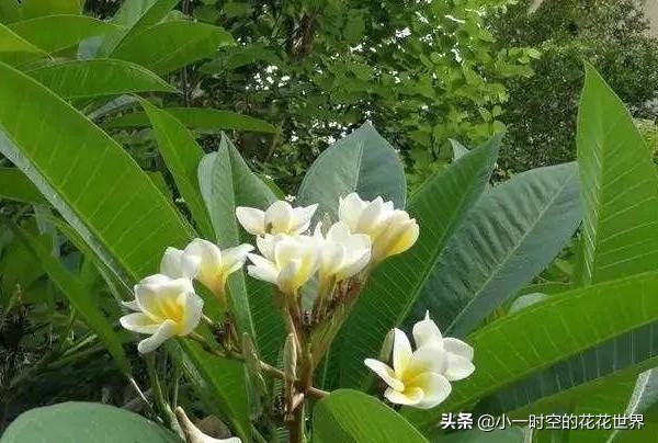 花花世界很美好下一句,花花世界很独特