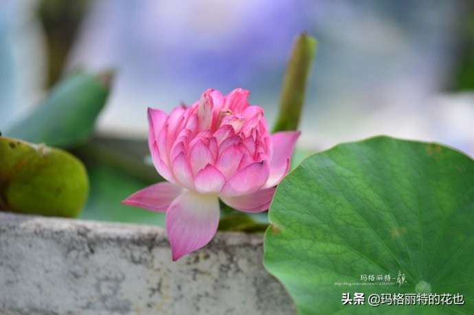 我的碗莲种子,碗莲的种植方法新手必看