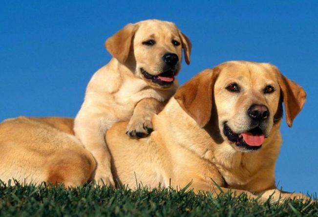 拉布拉多的性格特点和脾气,巧克力色拉布拉多的特点