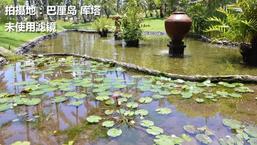 黑底植物拍摄技巧,摄影技巧如何拍摄黑色背景