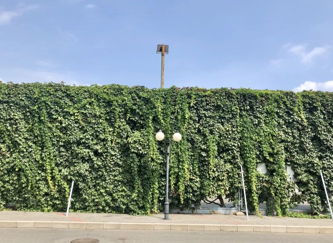 同学们好，今天我们学习的课文是《爬山虎的脚》