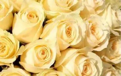 100种花的英文和花语是什么,100种花的花语以及送花礼仪分享