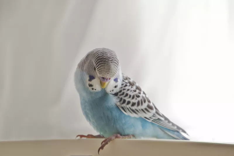 鹦鹉不听话怎么办,鹦鹉不听话的危害