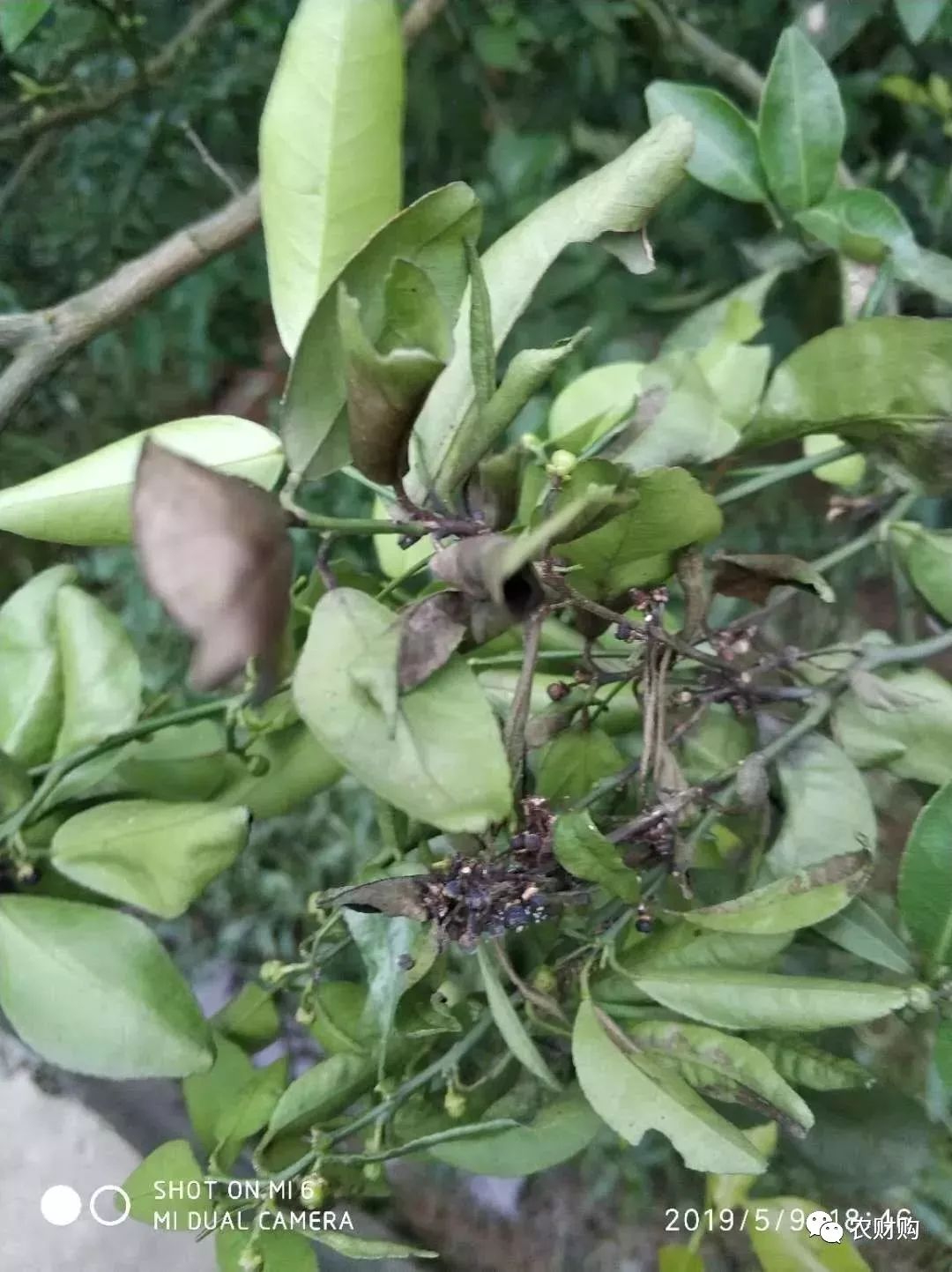 炭疽如何治疗以及预防,炭疽的预防和治疗