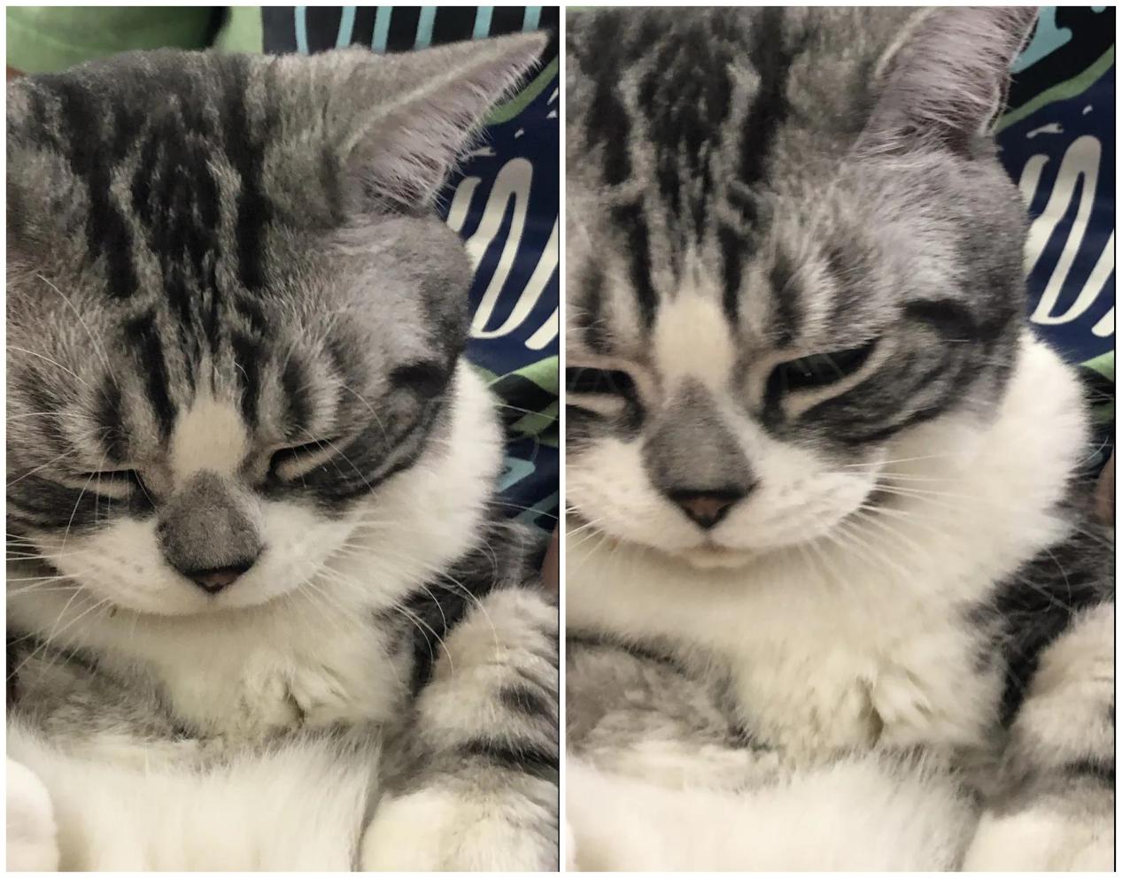 撸猫福音读懂猫咪这18个肢体语言,科学的撸猫