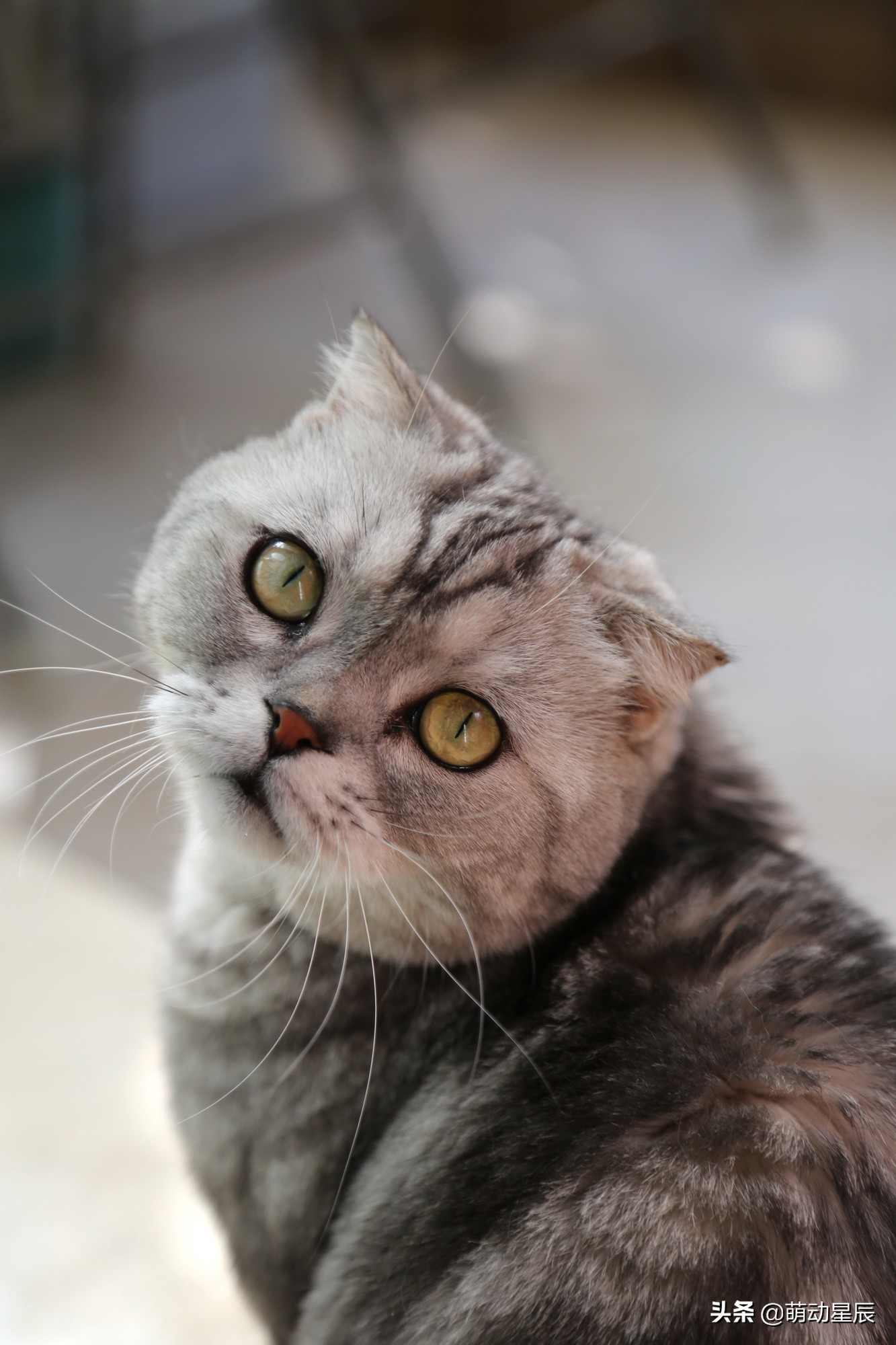 田园猫和品种猫哪个颜值更高,中华田园猫跟哪种品种猫配好看