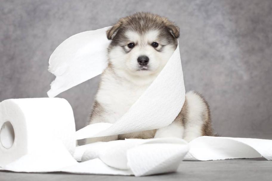 狗狗最喜欢的十大玩具推荐,狗狗最爱的玩具博美