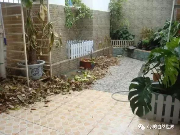 最好养的半水龟排行,半水龟饲养环境简单