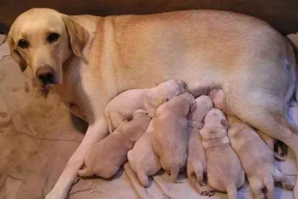 狗狗产后营养不足,狗狗产后不能吃什么