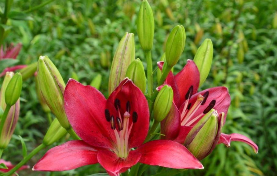 盆栽百合开花怎么能让花期延长,盆栽百合开花后怎么养经验分享