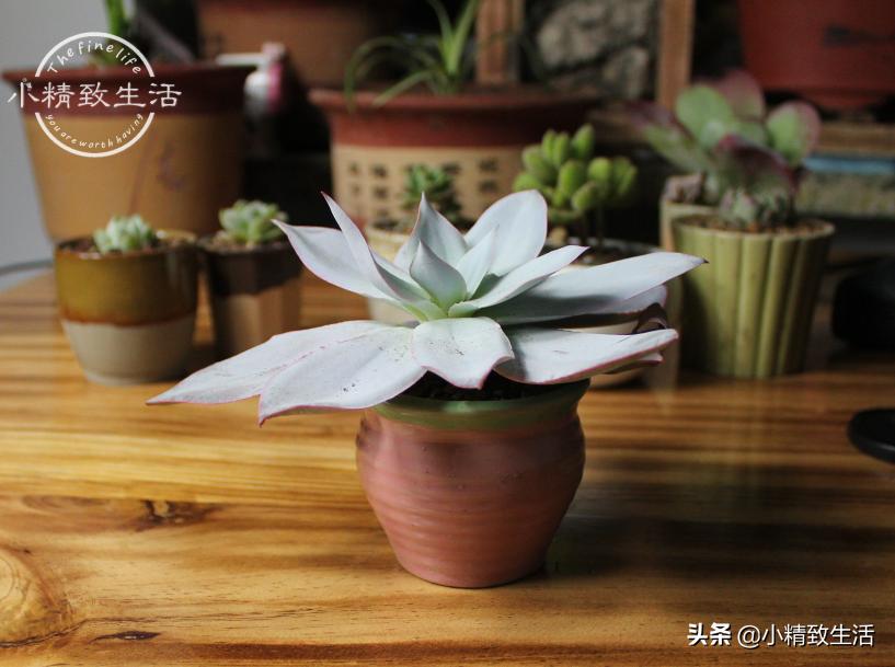 多肉徒长了如何进行处理,多肉徒长的原因和解决方法