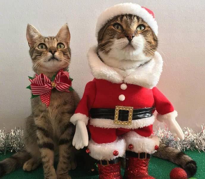 新手养猫去宠物店挑猫避雷,养猫需要哪些地方避雷